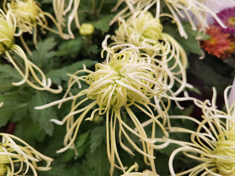 金絲皇菊