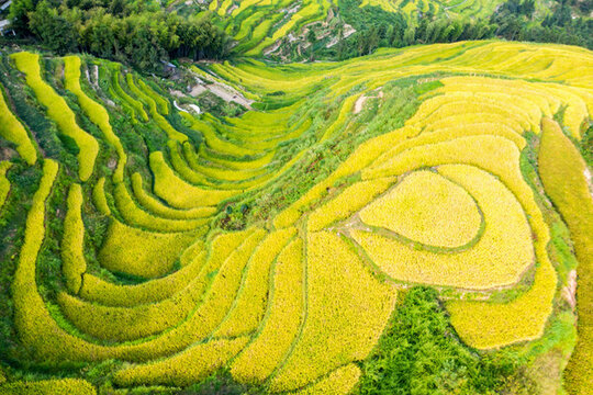 紫鵲界梯田