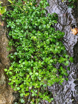 溝邊水草