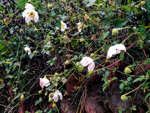 野棉花