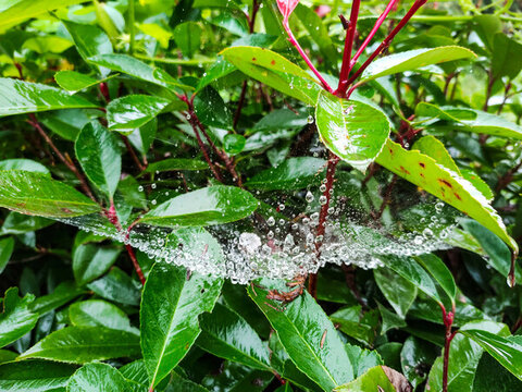蜘蛛網(wǎng)水珠