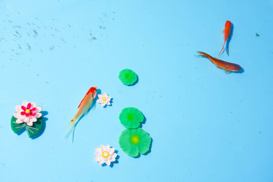 小金魚