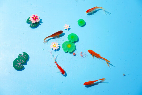 小金魚