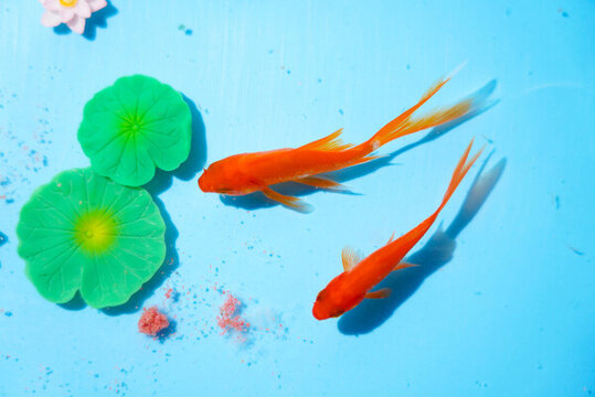小金魚(yú)