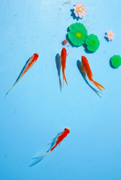 小金魚