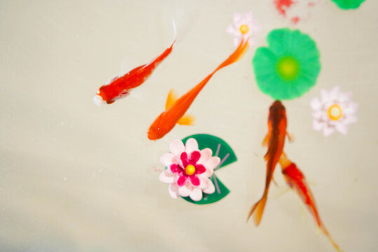 小金魚