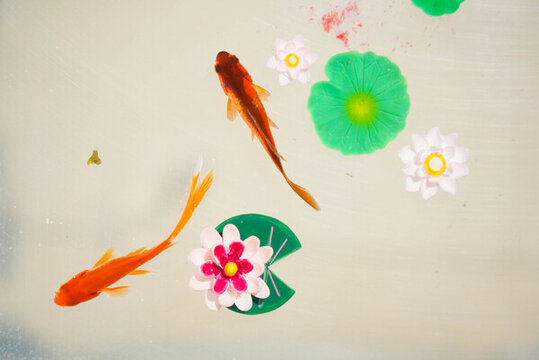 小金魚(yú)