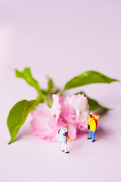 櫻花微距人