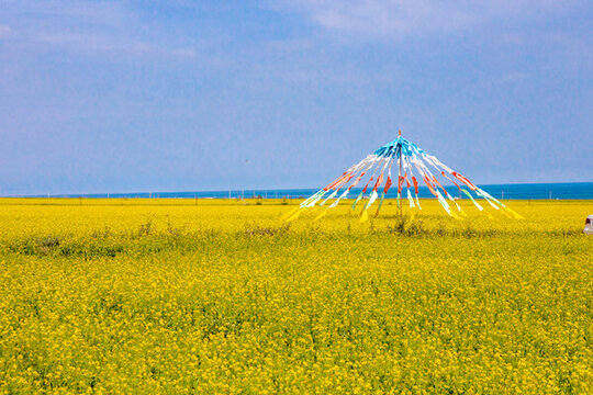 青海湖油菜花