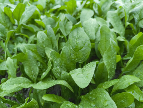 綠葉鮮美菠菜