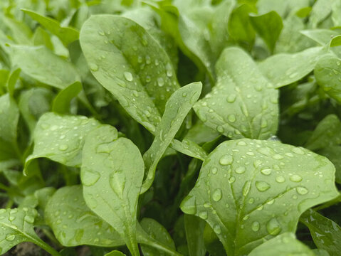 雨露鮮菠菜