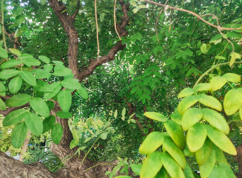 樹