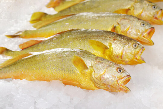 大黃魚