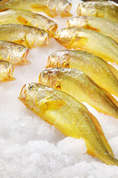 大黃魚