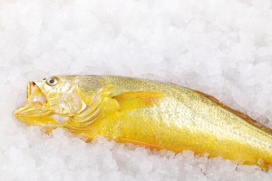 大黃魚