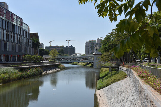 深圳新洲河紅樹碧道