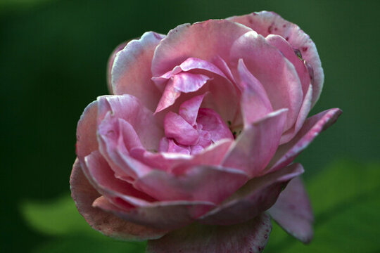 一朵粉色的美麗的薔薇花