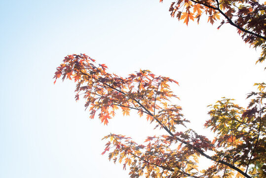 紅葉特寫照片