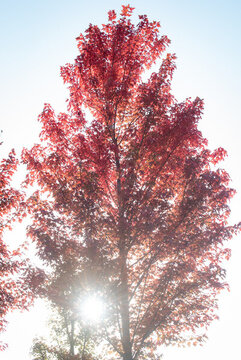 逆光下的紅葉