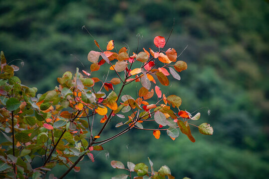 圭峰山紅葉