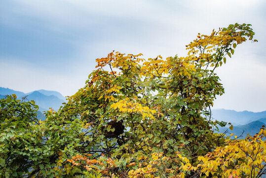 西安圭峰山颜色鲜艳的树木特写