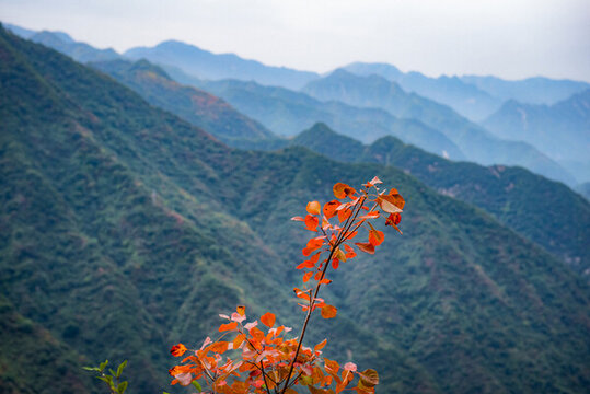 西安圭峰山紅葉