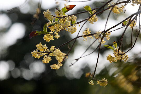 桂花枝