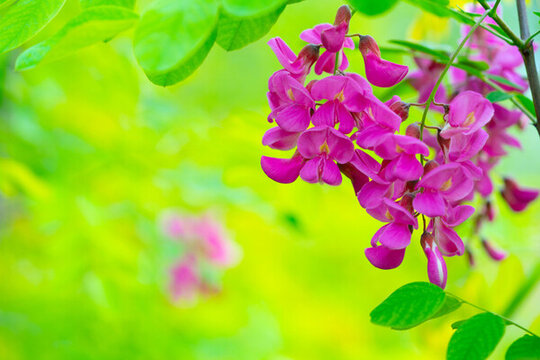 槐花