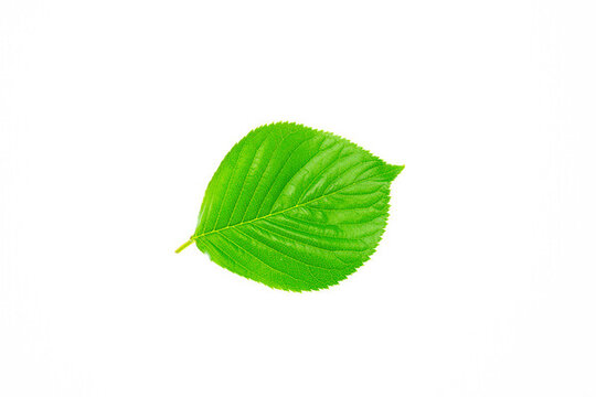 綠色樹枝葉