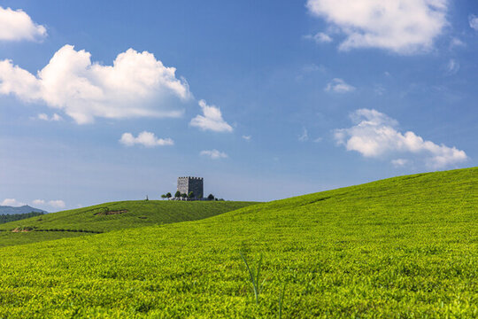 高山茶園生態(tài)茶園有機(jī)茶