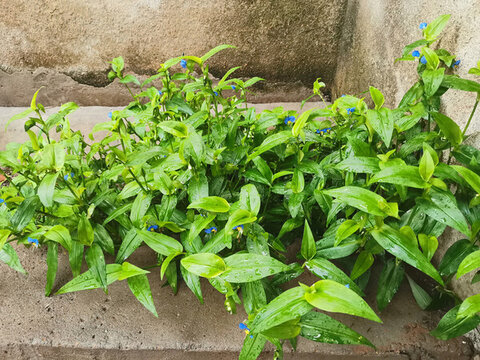 鴨跖草