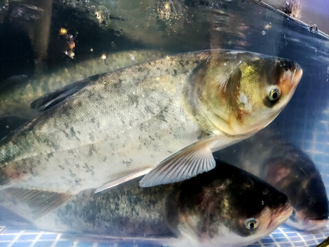 魚(yú)