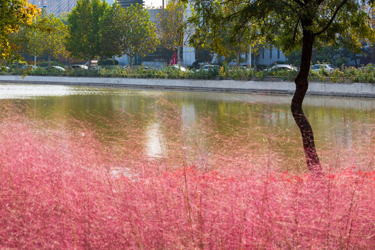 泰豐公園秋韻