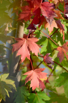 紅楓
