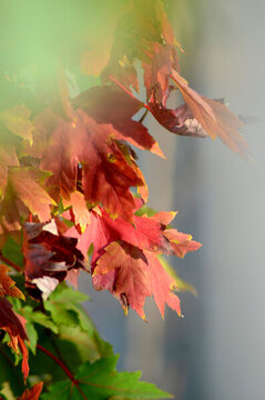 紅楓