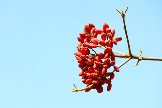 紅果