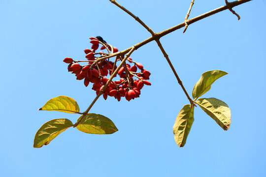 紅果