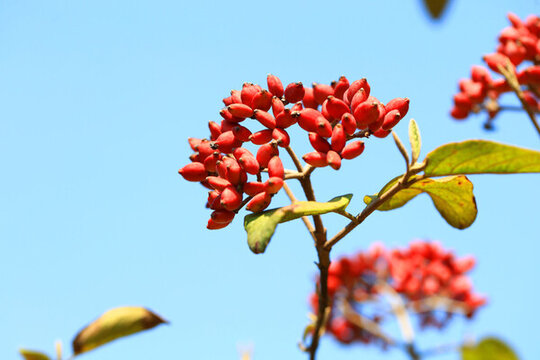 紅果