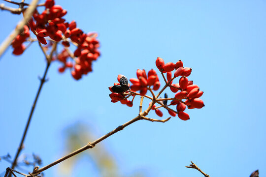 紅果