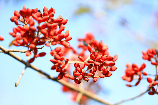紅果