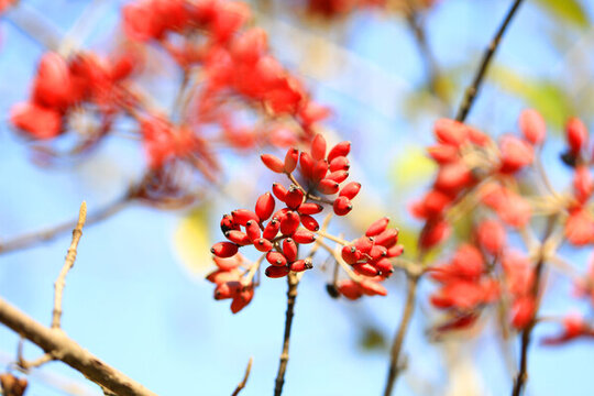 紅果