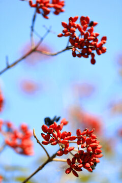 紅果