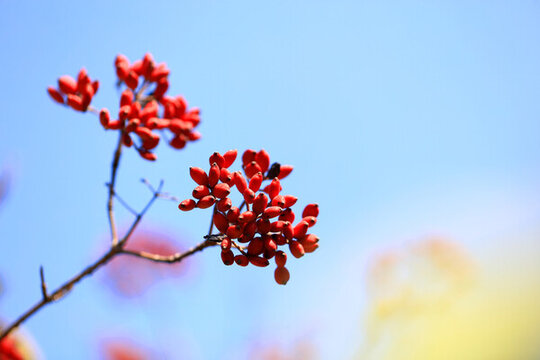 紅豆