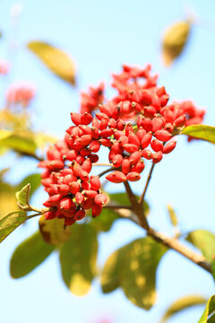 紅豆