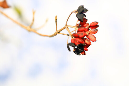 紅豆
