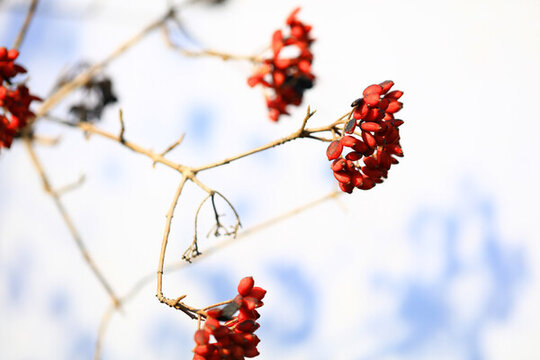 紅果