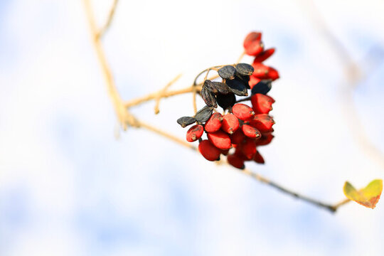 紅果