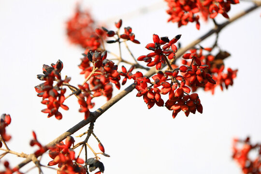 紅果