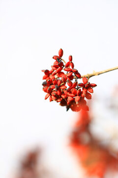 紅果