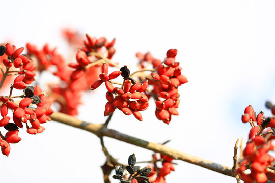 紅果